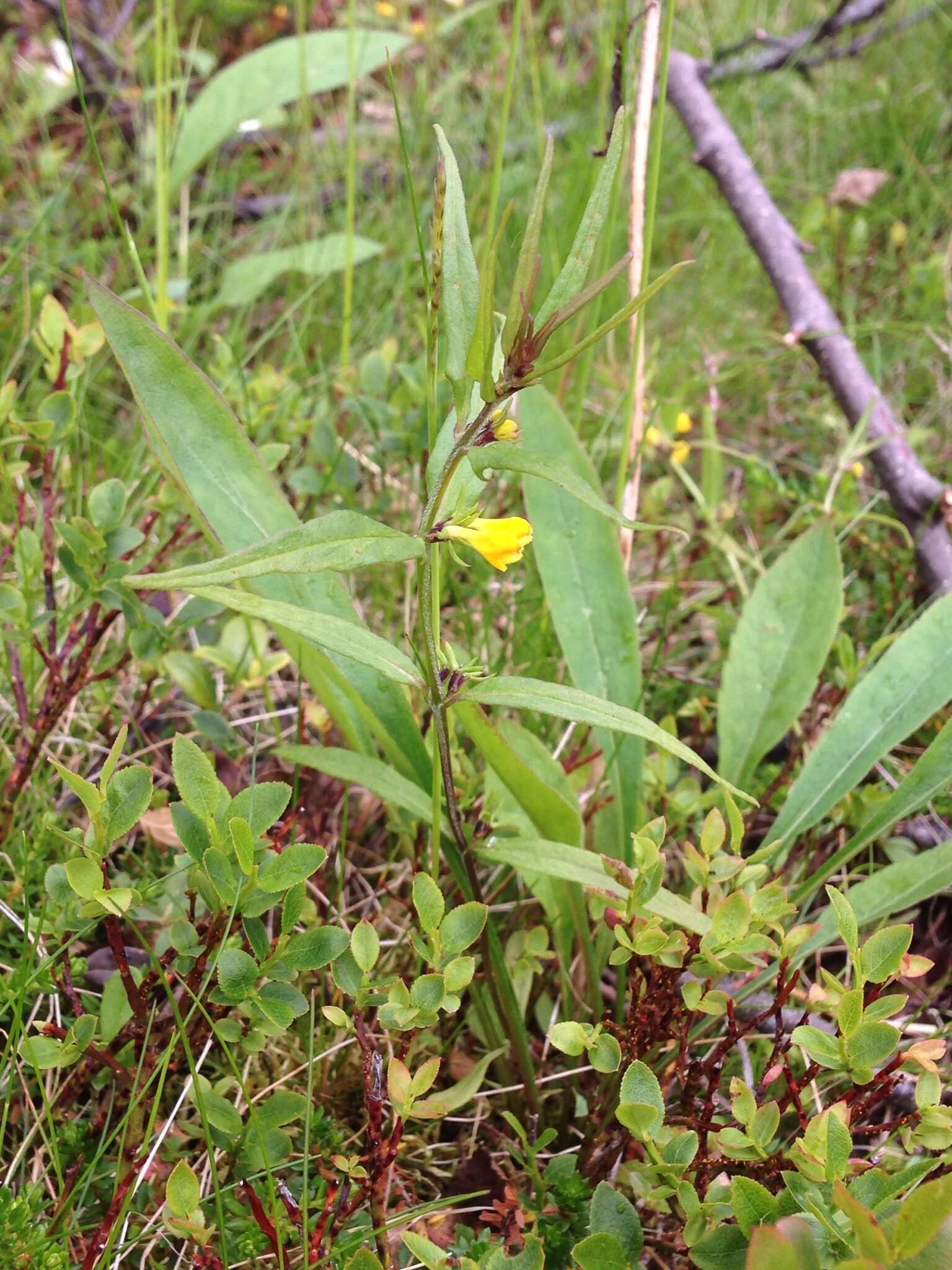 Image of Small cow-wheat