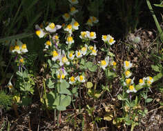 Image de Linaria triphylla (L.) Mill.