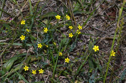 Image de Linum trigynum L.