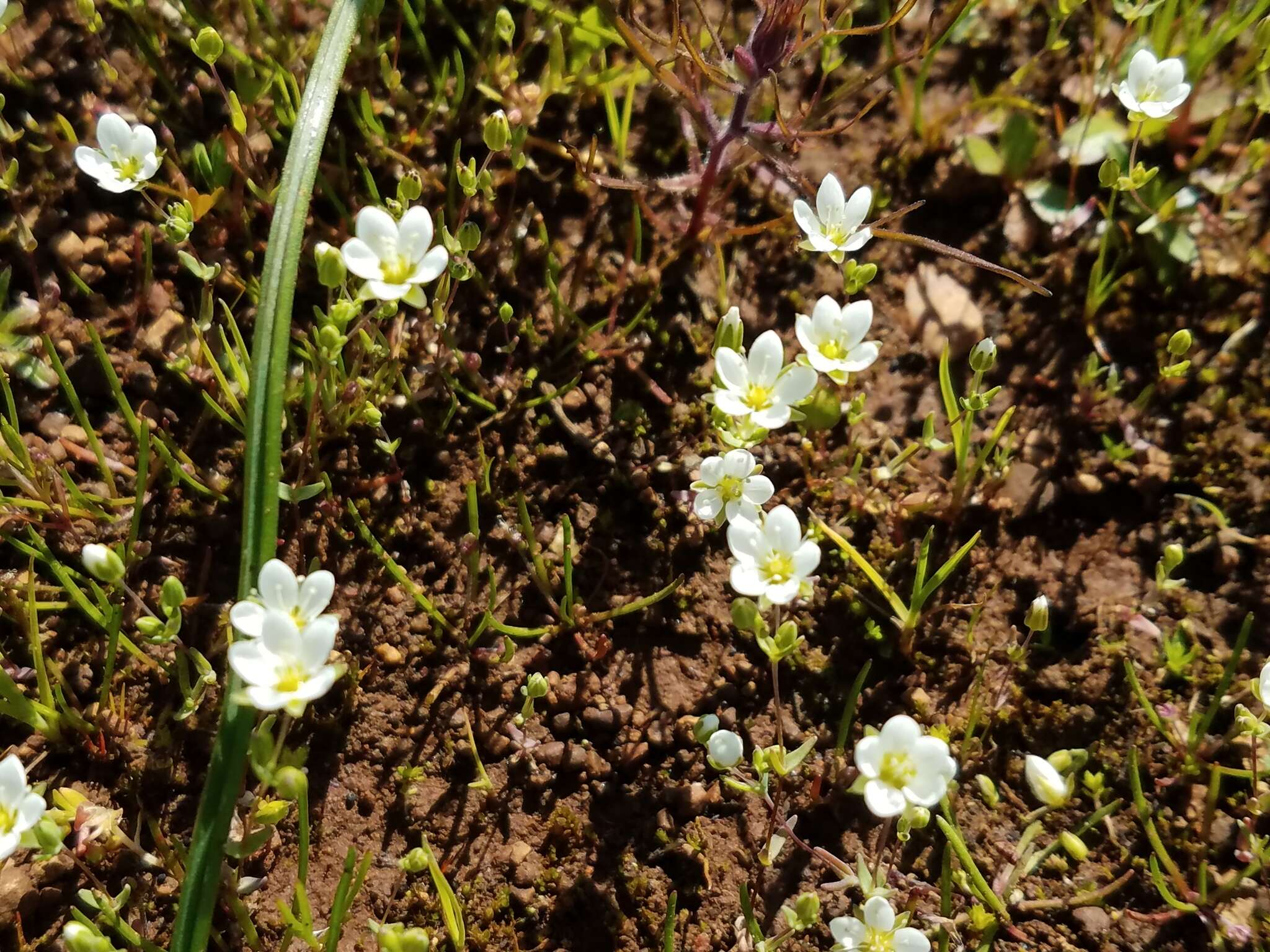 Image de Sabulina californica (A. Gray) Dillenb. & Kadereit