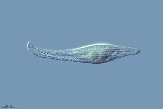 Image of Litonotus