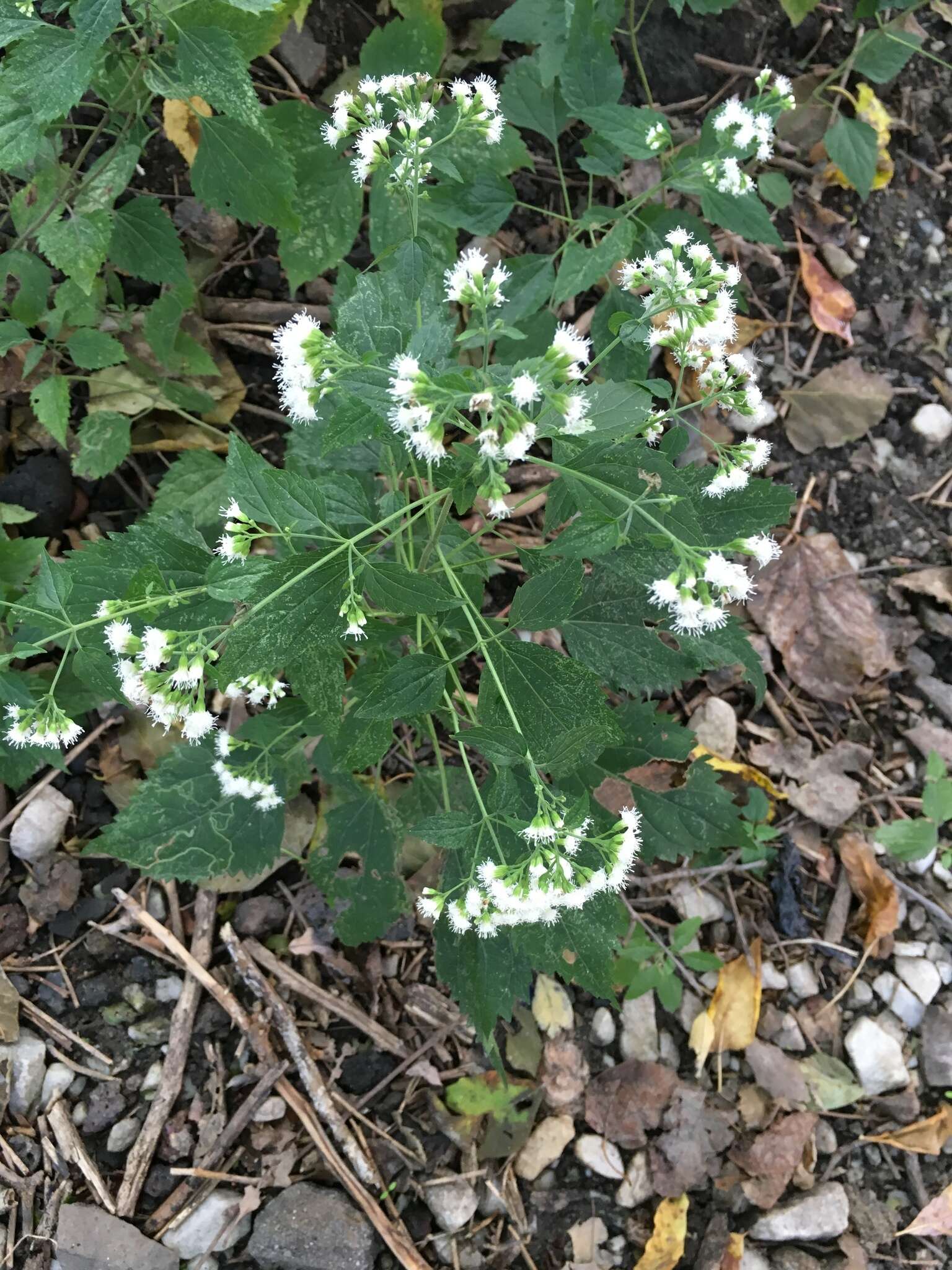 Plancia ëd Ageratina altissima (L.) R. King & H. Rob.