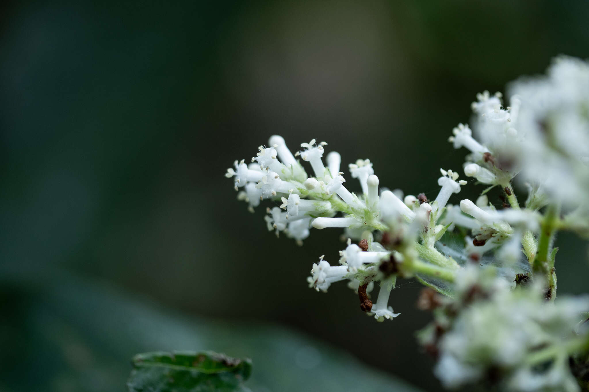 Wendlandia uvariifolia Hance resmi