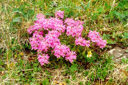 Image of Pedicularis amoena Adams ex Steven