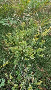 Image of Oxytropis coerulea (Pall.) DC.