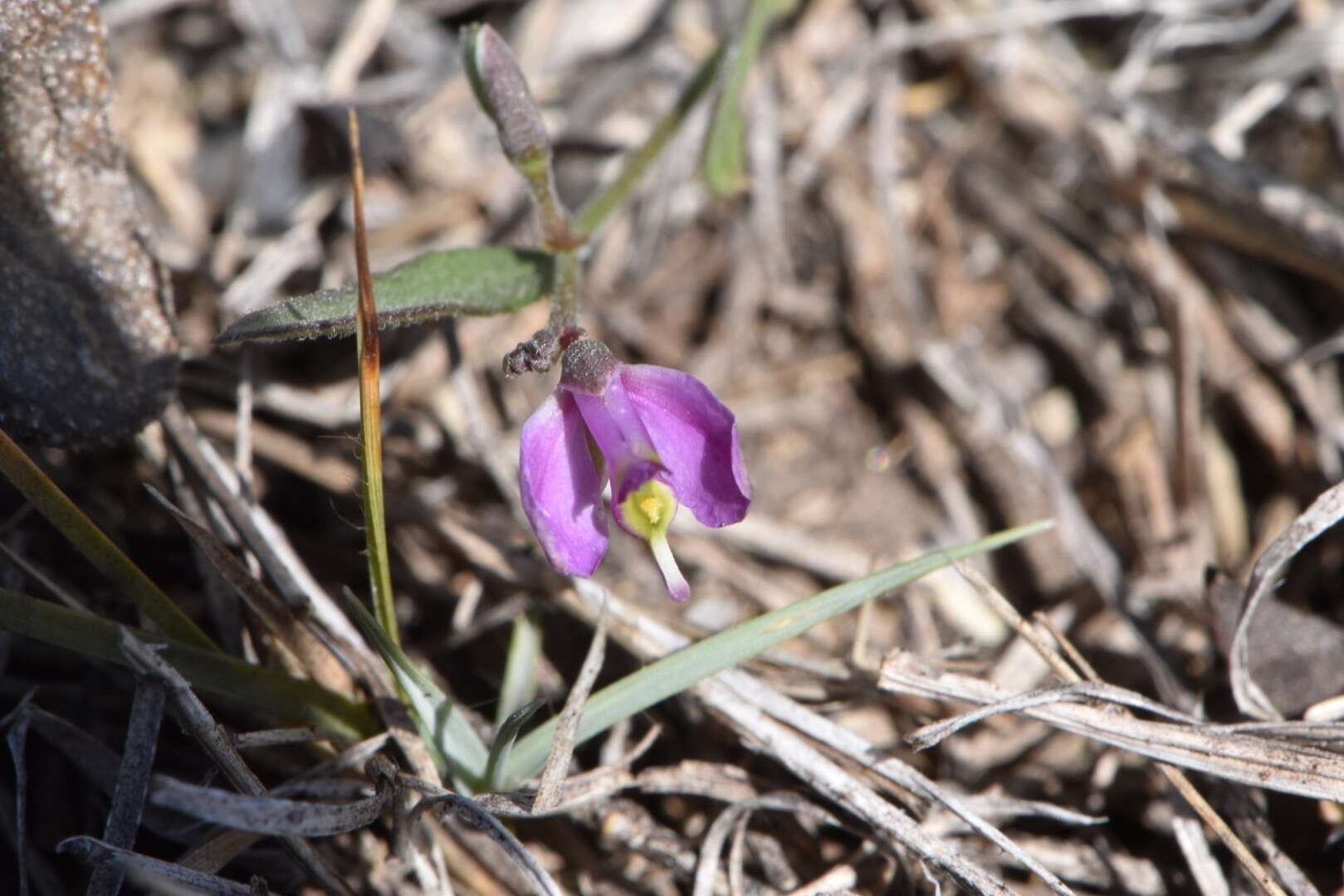 Image of shining milkwort