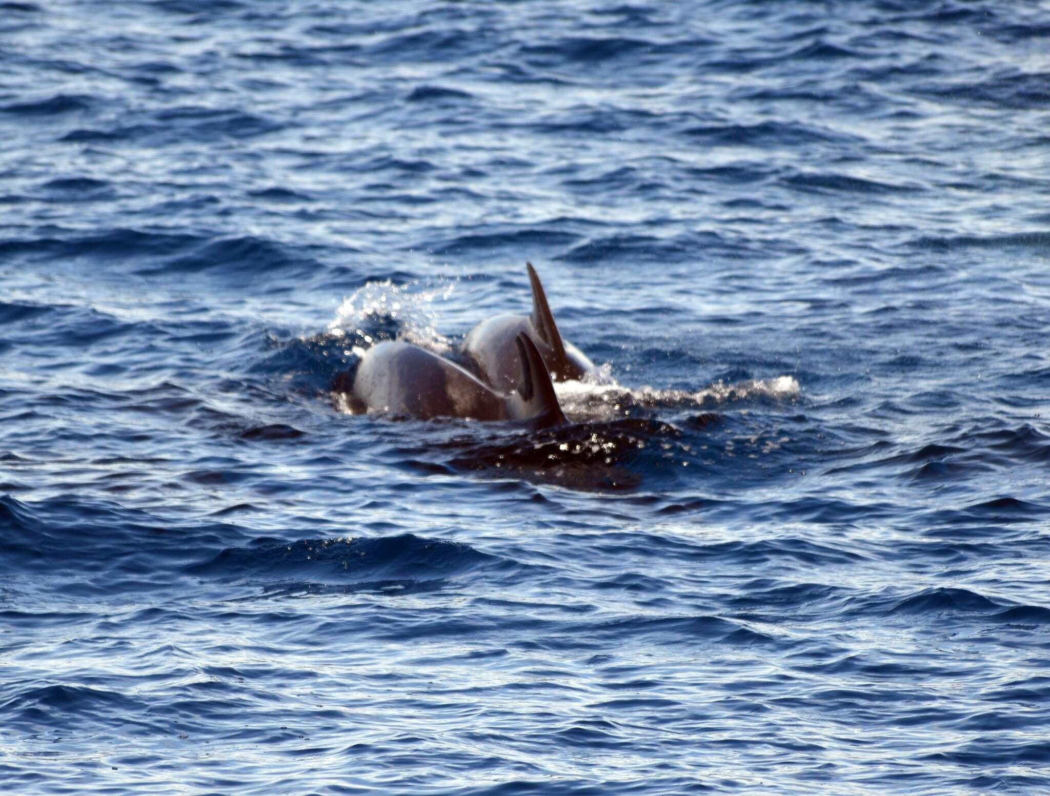 Image of Atlantic Pilot Whale