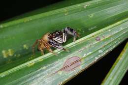 Image of Bavia sexpunctata (Doleschall 1859)