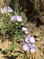 Image of threadleaf phacelia