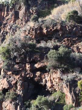 Image of Olea europaea subsp. cerasiformis G. Kunkel & Sunding