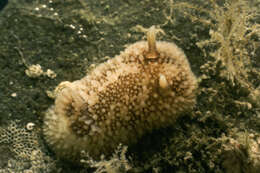 Image of barnacle-eating onchidoris