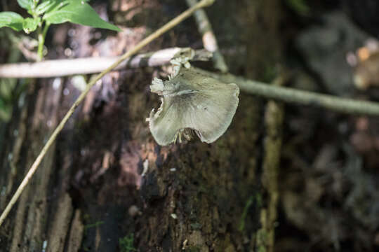 Слика од Pluteus americanus (P. Banerjee & Sundb.) Justo, E. F. Malysheva & Minnis 2014