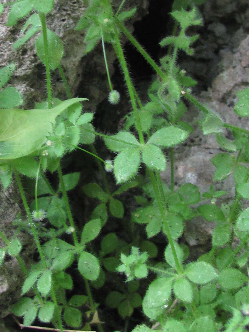 Plancia ëd Galium texense A. Gray