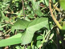 Image of Pacific false bindweed