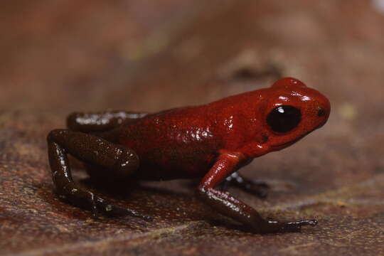 Image of Andinobates daleswansoni (Rueda-Almonacid, Rada, Sánchez-Pacheco, Velásquez-Álvarez & Quevedo-Gil 2006)