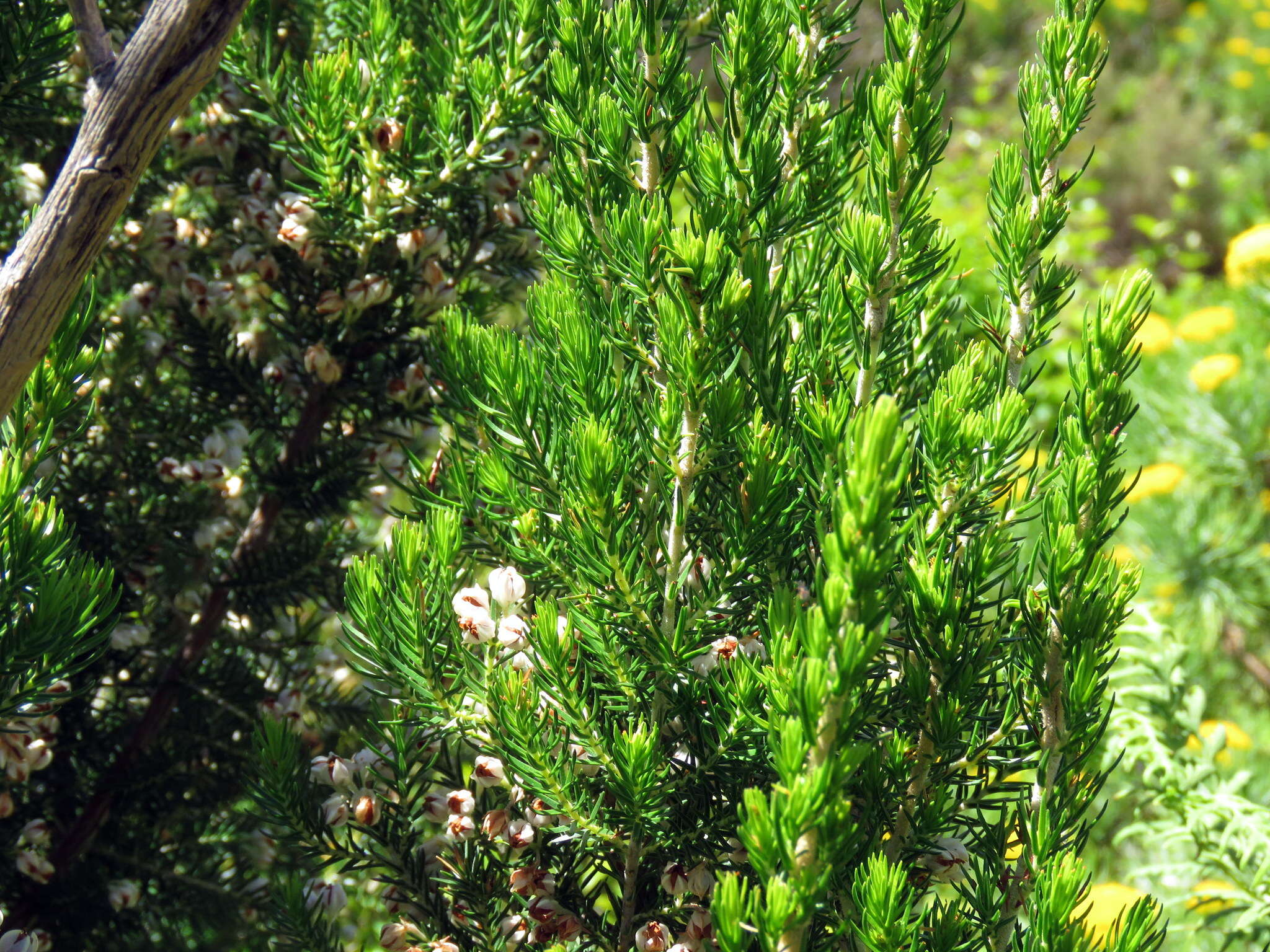 Image of Erica triflora L.