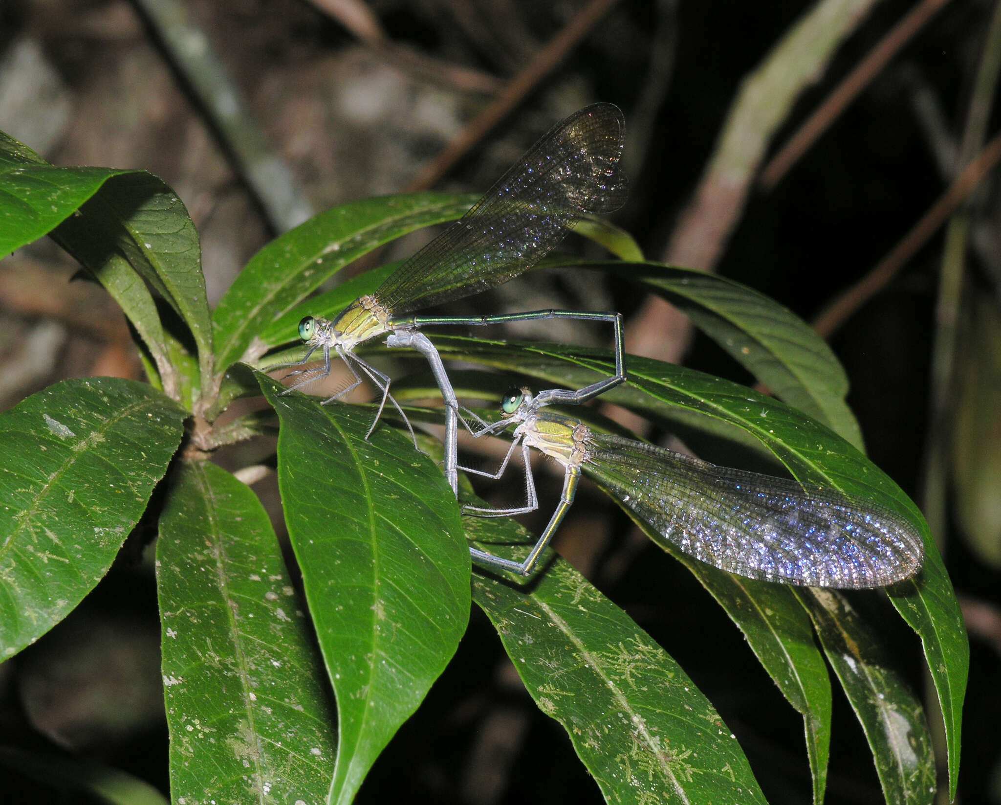 Imagem de Vestalis gracilis (Rambur 1842)