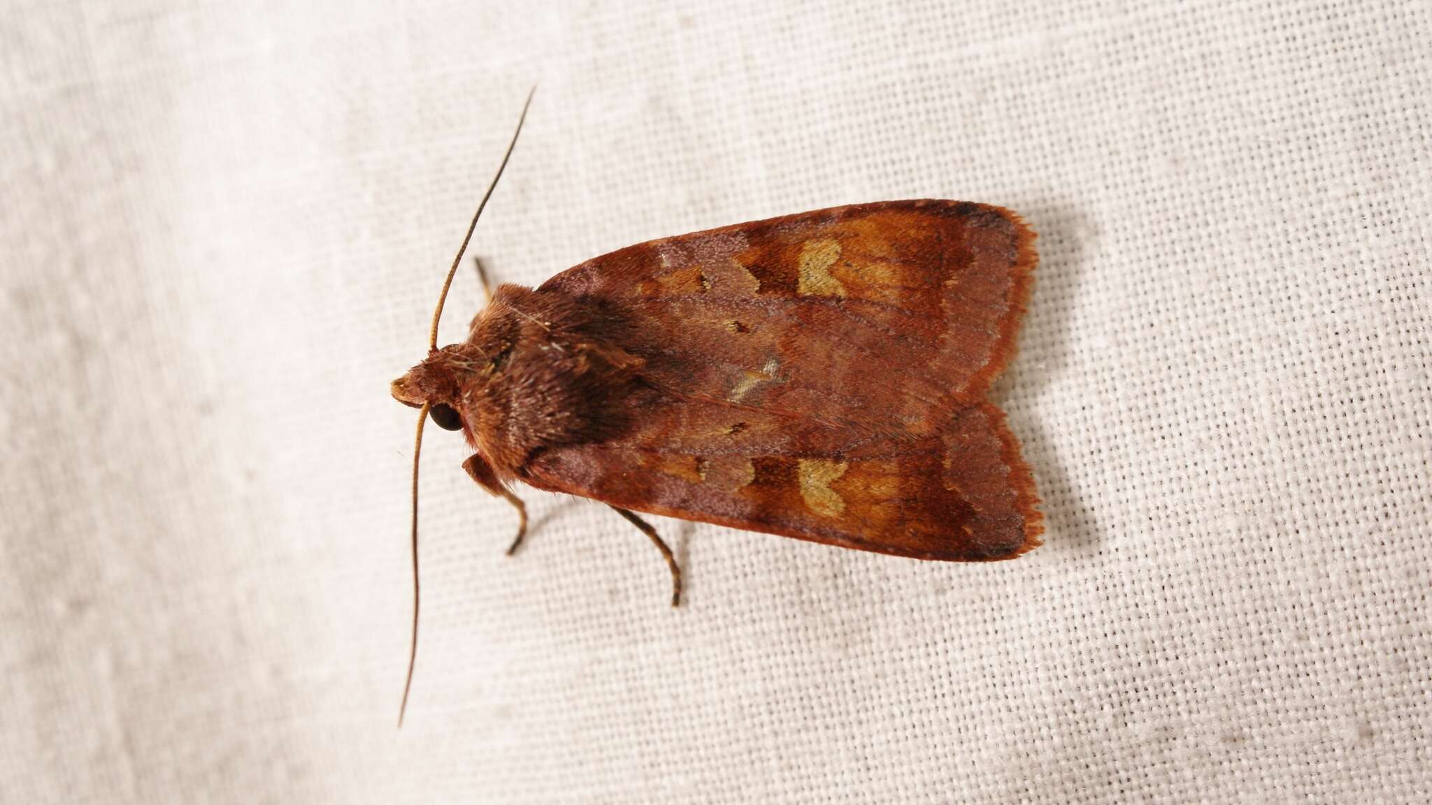 Diarsia brunnea Schiffermüller 1775的图像