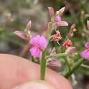 Image of Jacksonia thesioides Benth.