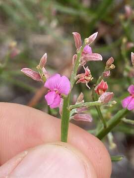 Image of Jacksonia thesioides Benth.