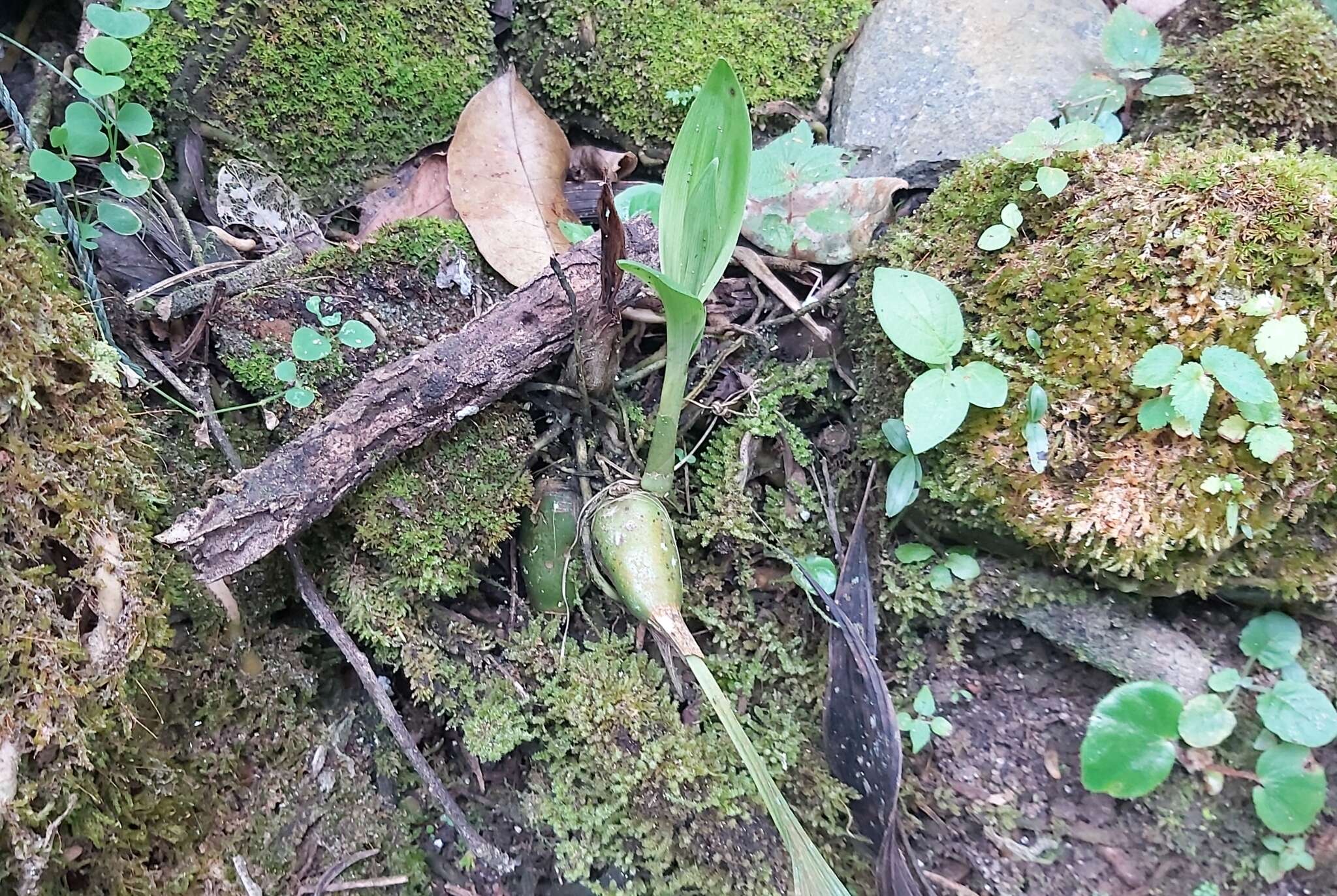 Image of Dove orchid