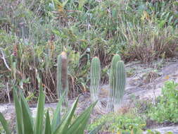 Imagem de Coleocephalocereus fluminensis (Miq.) Backeb.