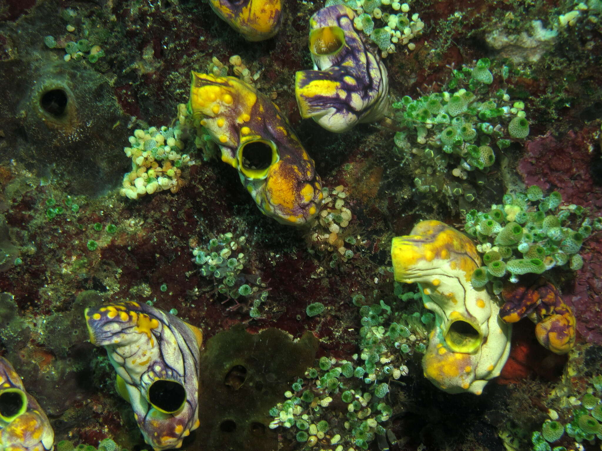 Image of Ox heart ascidian