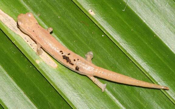 Image of Bolitoglossa nympha Campbell, Smith, Streicher, Acevedo & Brodie 2010