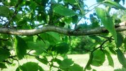 Image of Crataegus coccinea L.