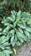 Imagem de Aglaonema commutatum Schott