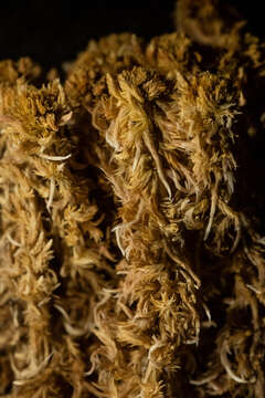 Image of <i>Sphagnum incundum</i>