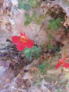 Image of Eastwood's Monkey-Flower