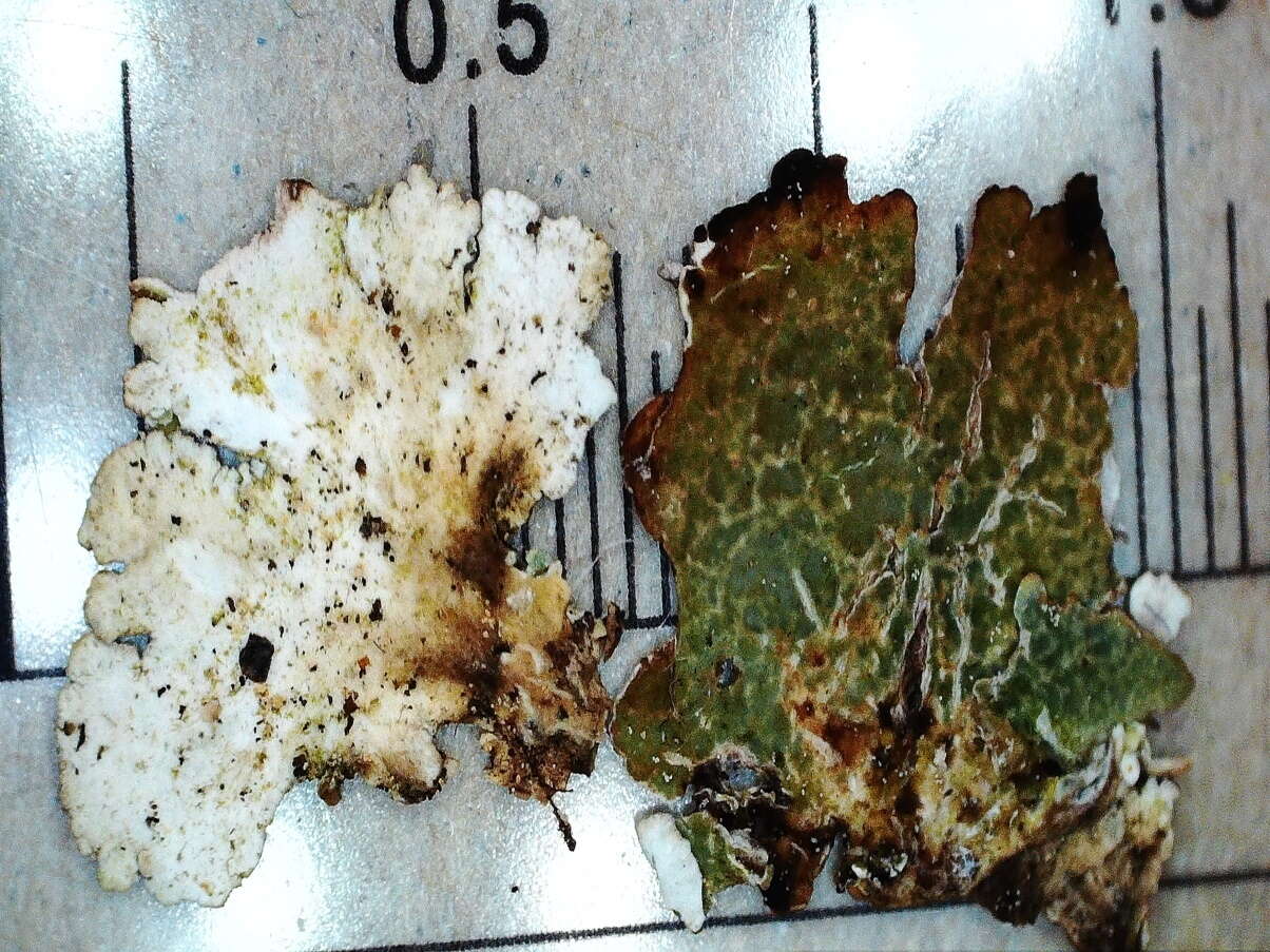 Image of largeleaf cup lichen