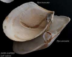 Image of Soft-shelled clam