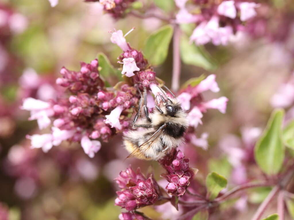 Image of Bombus formosellus (Frison 1934)