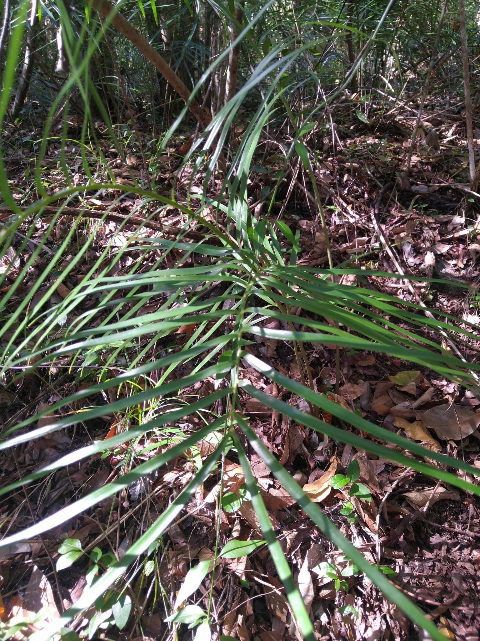 Image of Cycad