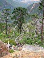 Image of summit araucaria
