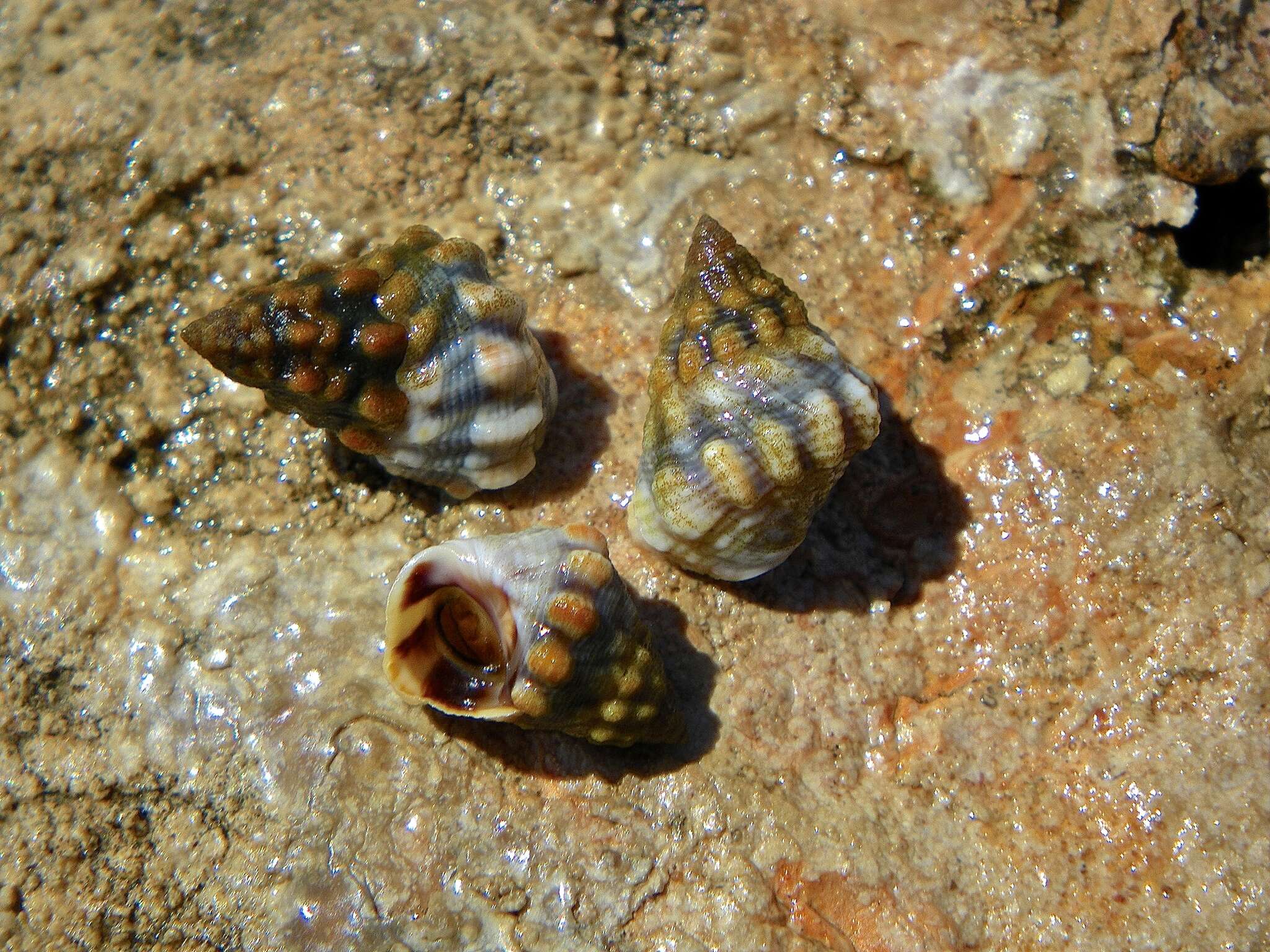 Image of Echinolittorina pascua (Rosewater 1970)