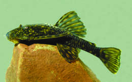 Image of Ancistrus mullerae Bifi, Pavanelli & Zawadzki 2009