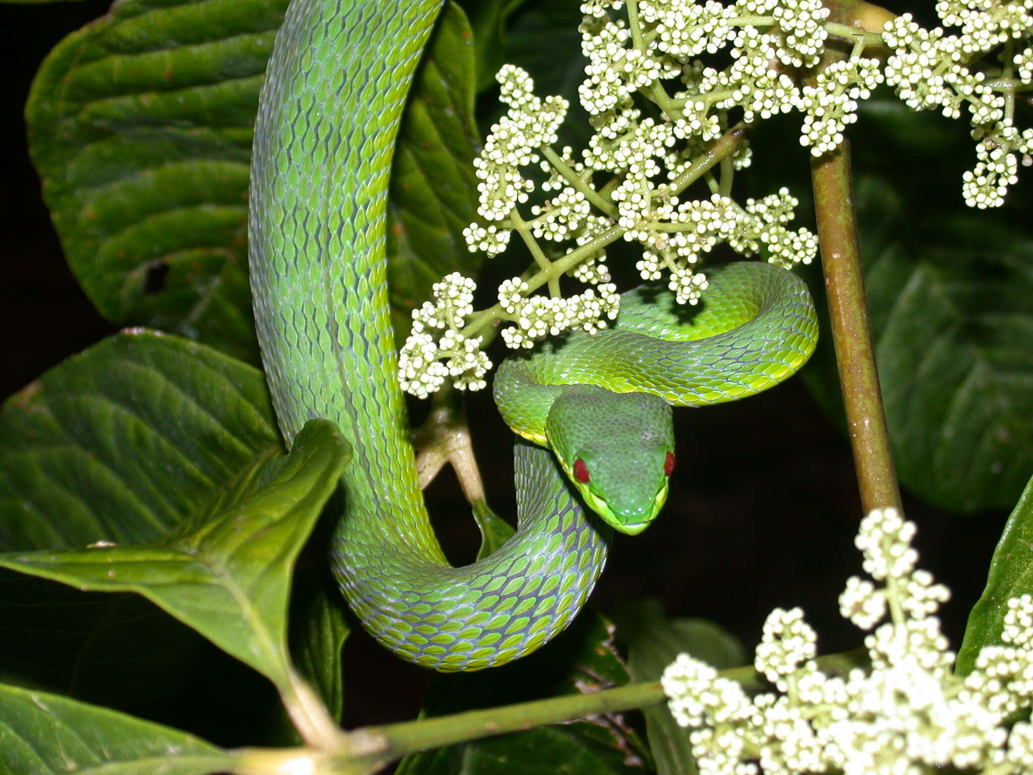 Image of Trimeresurus guoi Chen, Shi, Vogel & Ding 2021