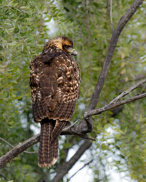 Sivun Parabuteo unicinctus unicinctus (Temminck 1824) kuva