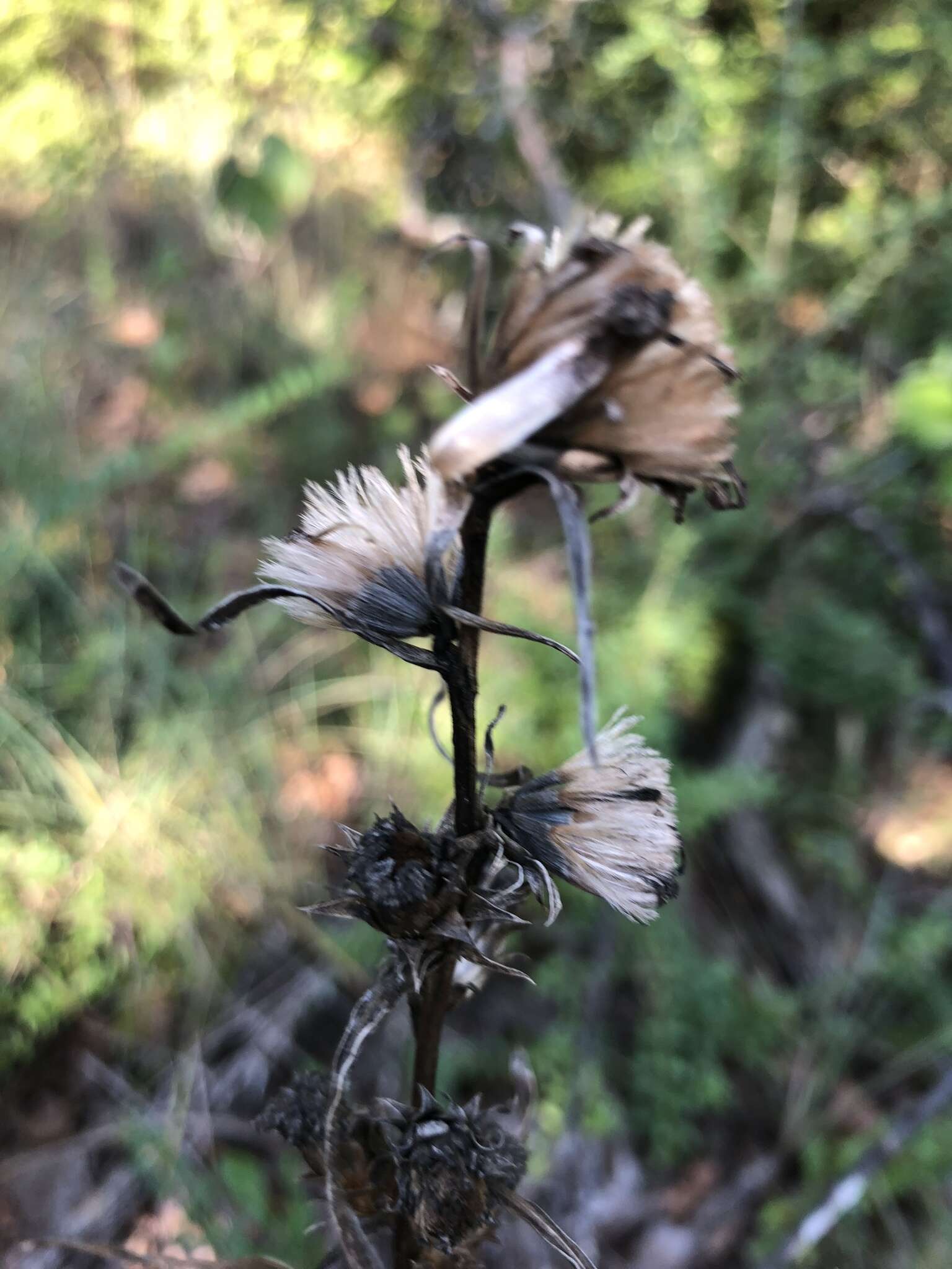 Image de Liatris squarrosa var. glabrata