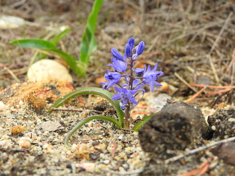 Sivun Scilla verna subsp. ramburii (Boiss.) K. Richt. kuva