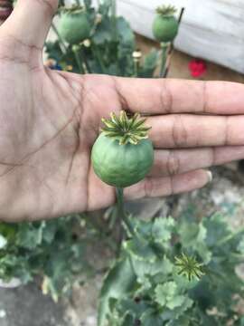 Image of Papaver somniferum subsp. somniferum