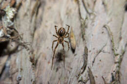 Image of Theridion zantholabio Urquhart 1886