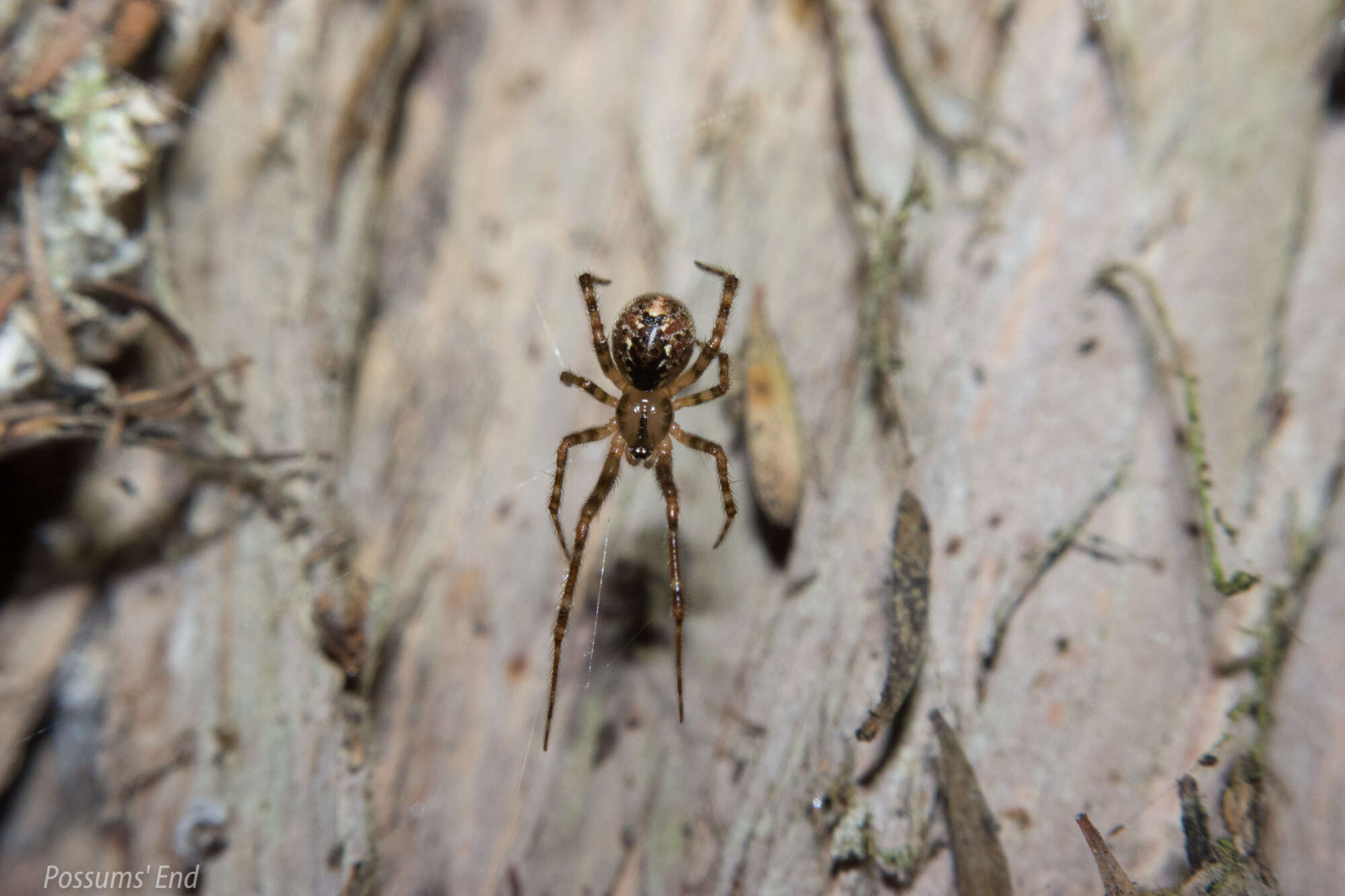 Image of Theridion zantholabio Urquhart 1886