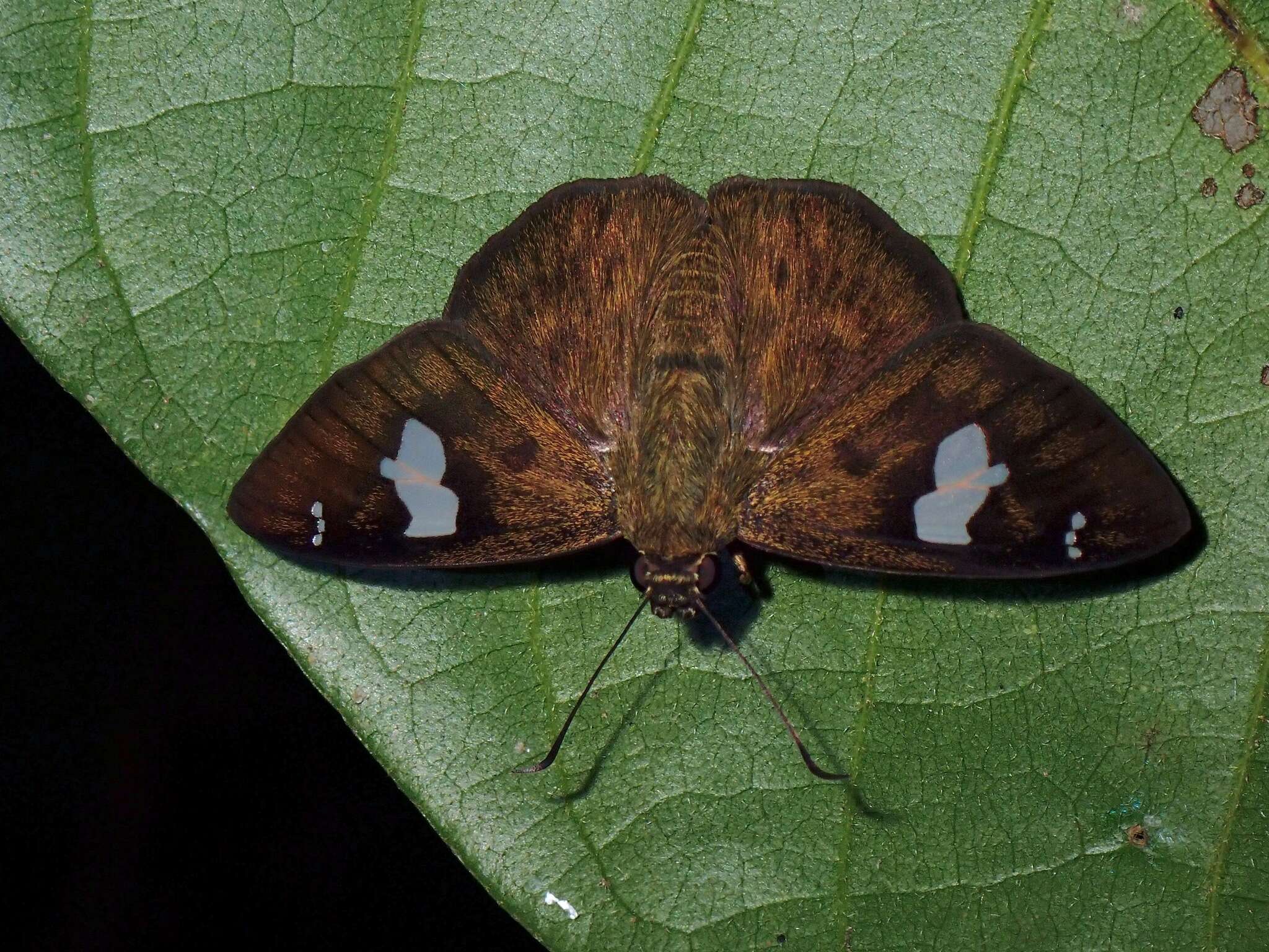 Plancia ëd Celaenorrhinus asmara Butler 1879