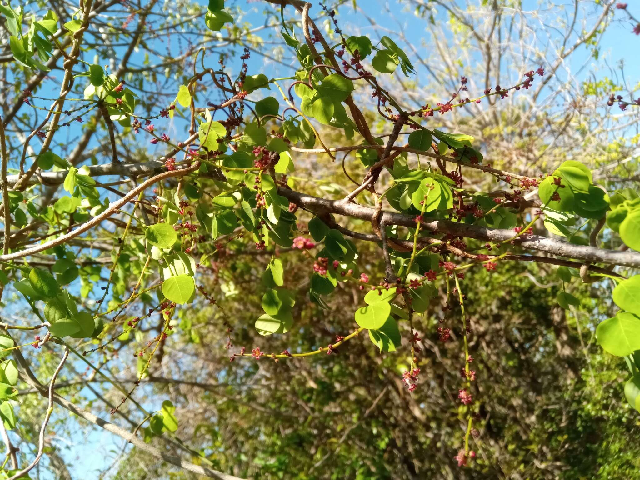 Image of Operculicarya gummifera (Sprague) Capuron