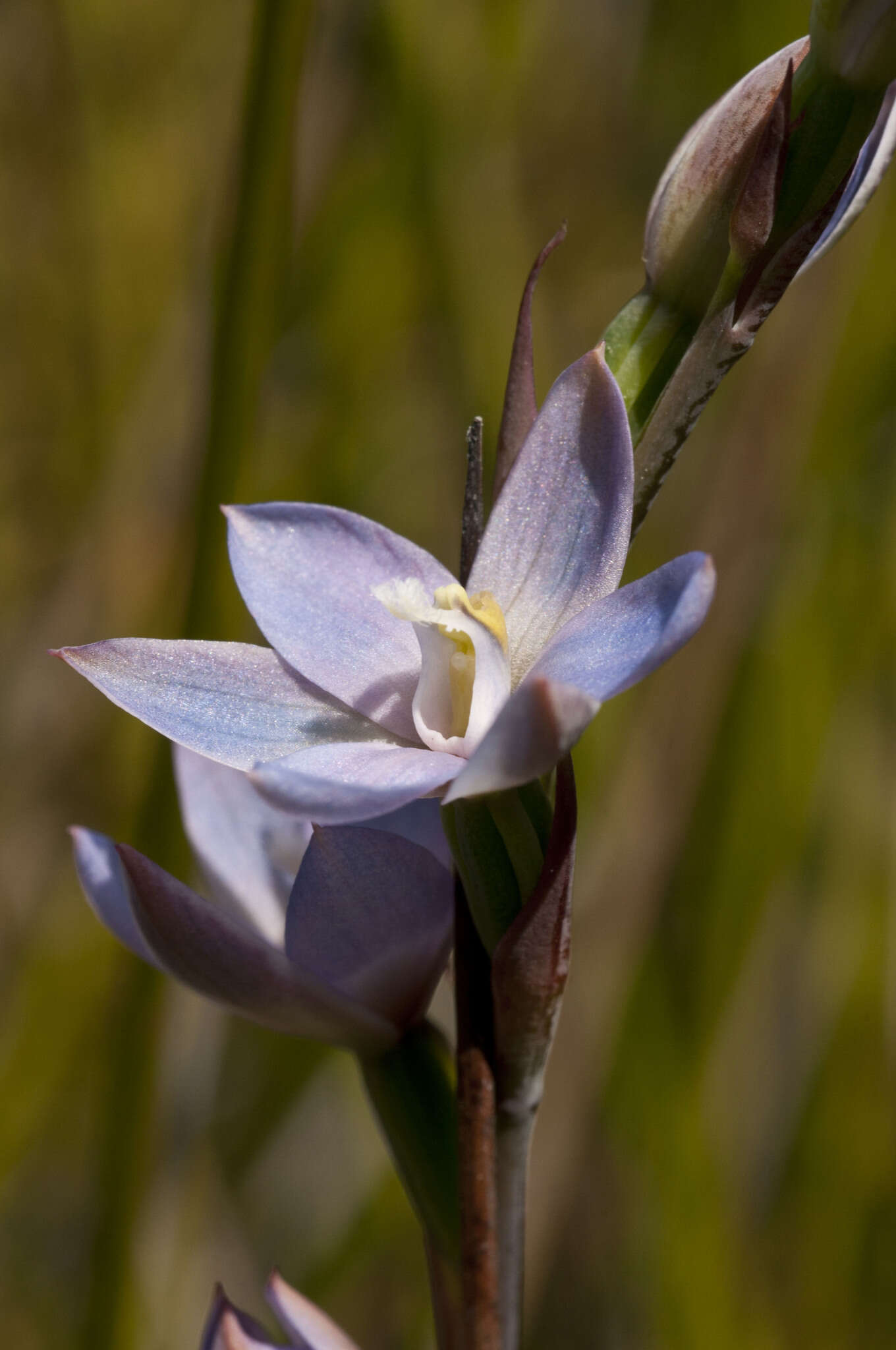 Image of Gumland sun orchid