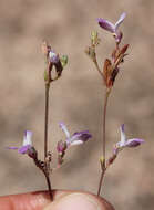 Image de Collinsia bartsiifolia var. davidsonii (Parish) Newsom